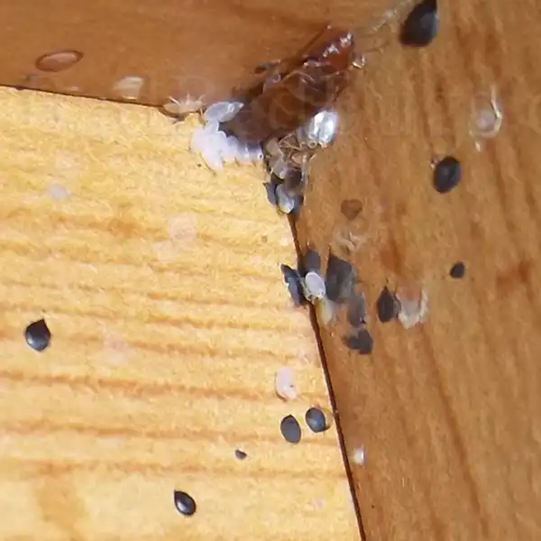 Infestation in a headboard showing bed bug droppings.