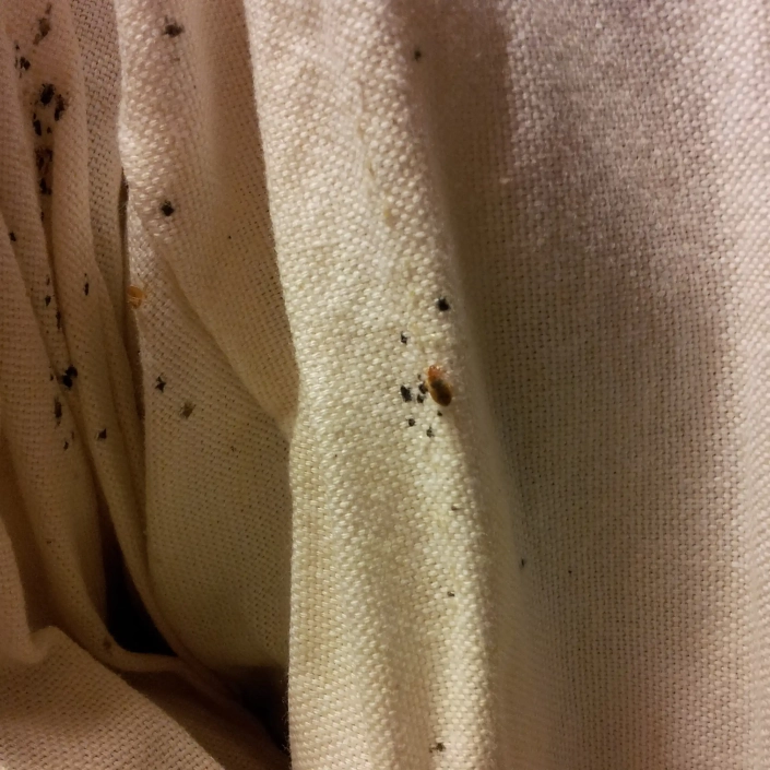 Bedbug infestation shown inside furniture covers.