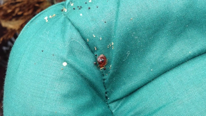 Bedbug infestation on cushion showing nymph eggs.
