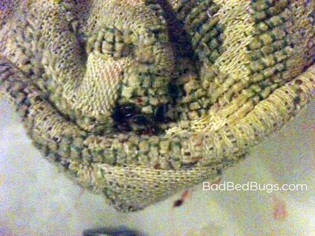 Bedbugs on couch pillow