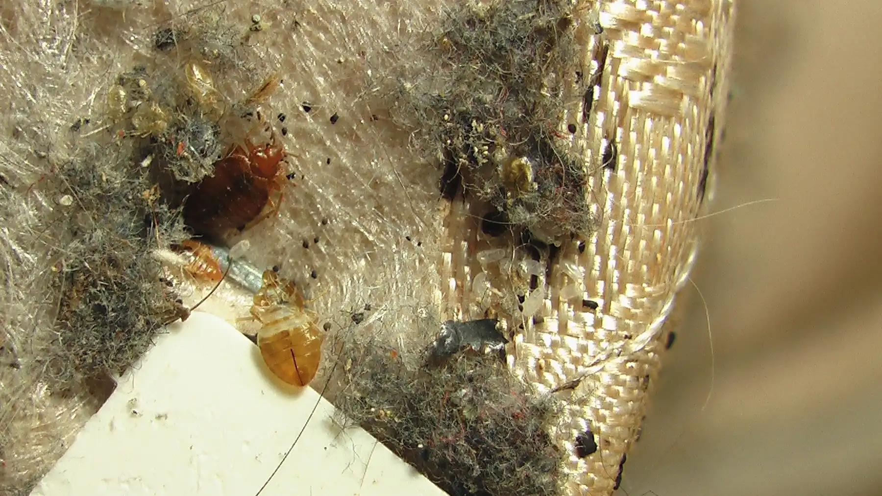 Bed bug infested box-spring showing lifecycle.