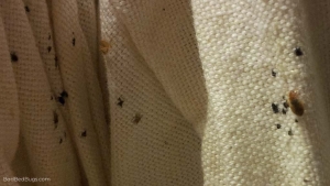 Exterminators misses this bed bug infested curtain
