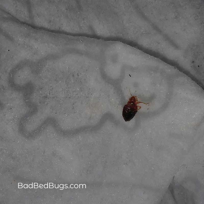 Bedbug on cat blanket
