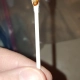 Bed bug shown on a qtip.