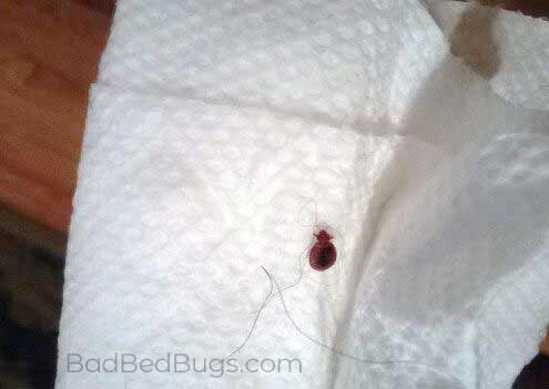 Round red bed bug and hair on paper towel