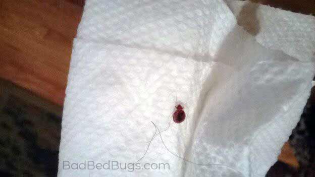 What Do Bed Bugs Look Like?