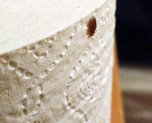 Bed bug found on toilet paper roll