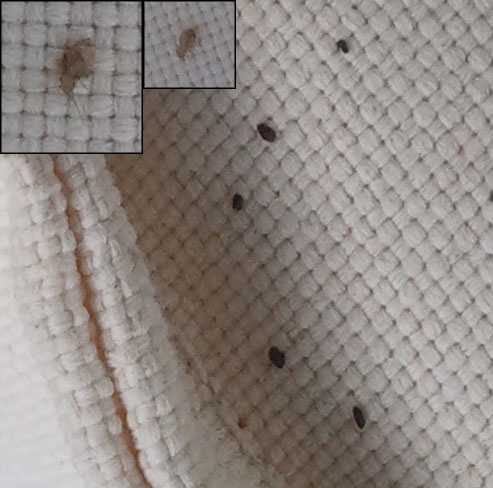 Bed bug on white pillow