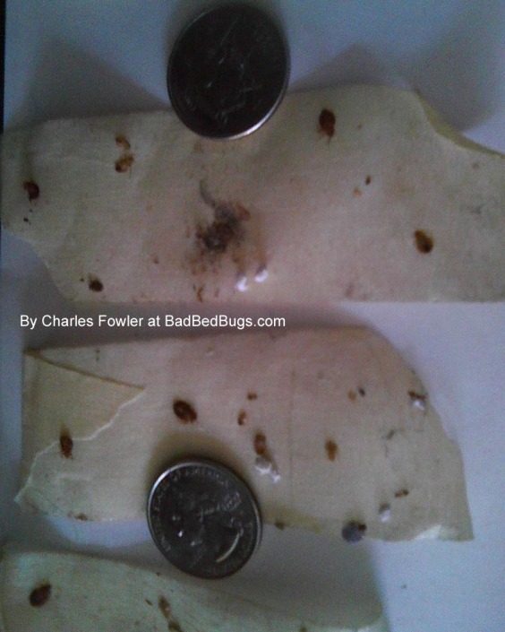 Bedbugs shown on tape next to quarter