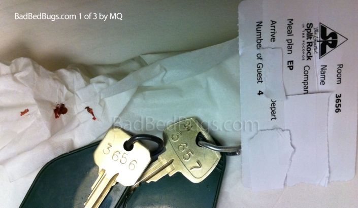 Dead bedbugs next to keys on tissue paper Dead bedbugs next to keys on tissue paper