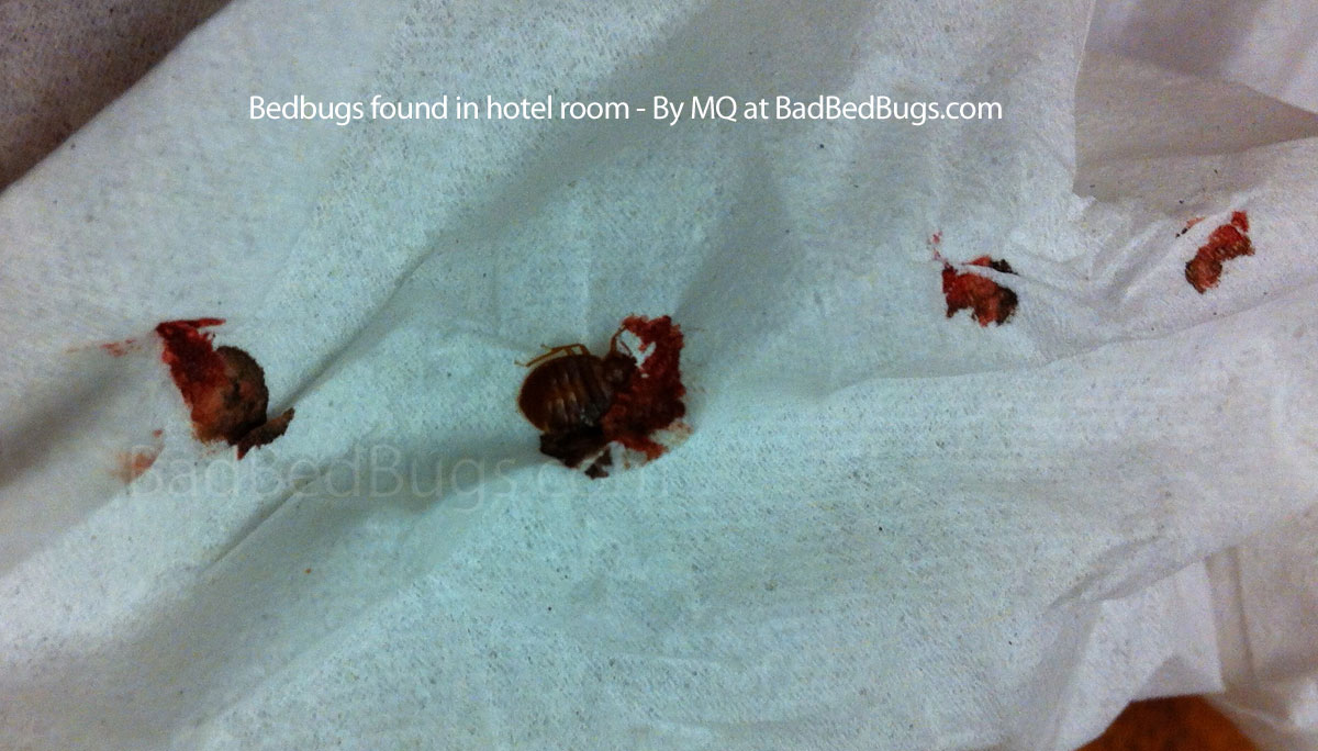Bed bug found in hotel room