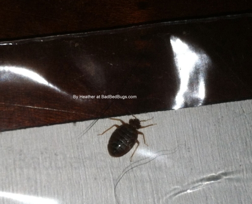 Bed bug captured crawling