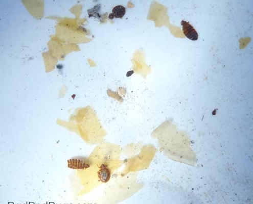Bed bugs of various sizes found after cleaning