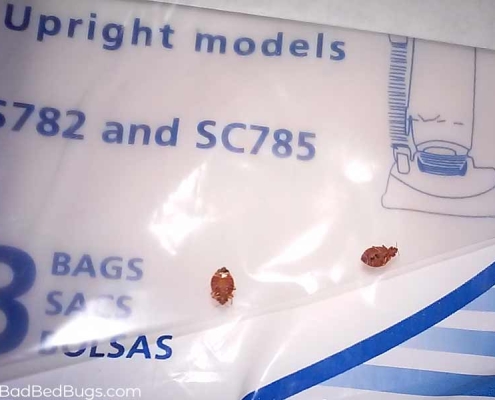 Two bed bugs in vacuum bag