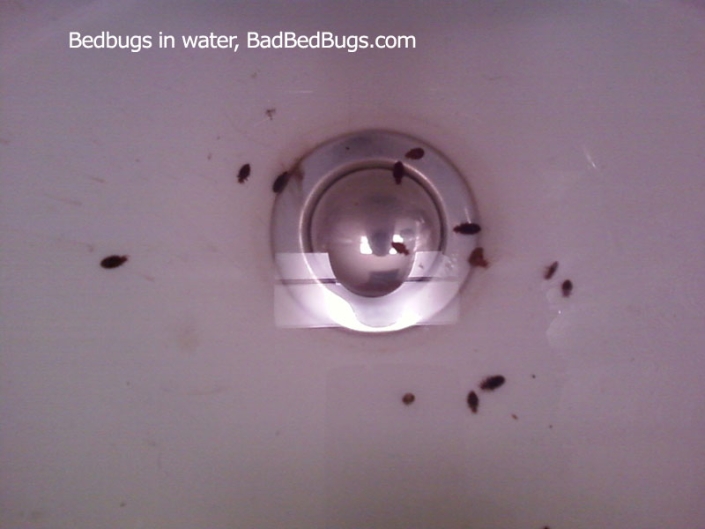 Bedbugs shown in sick full of water floating