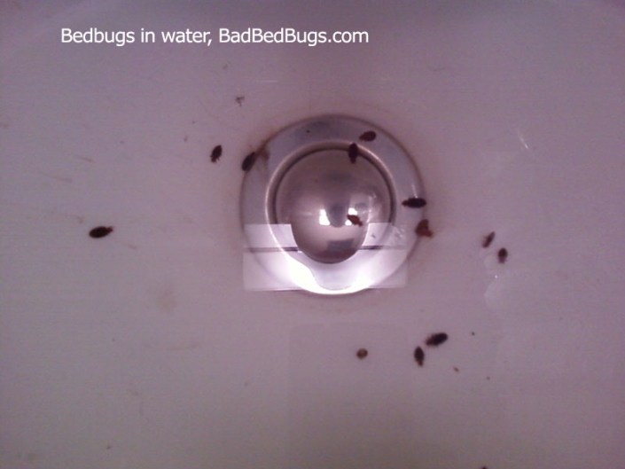 Bedbugs shown in sick full of water floating Bedbugs shown in sick full of water floating