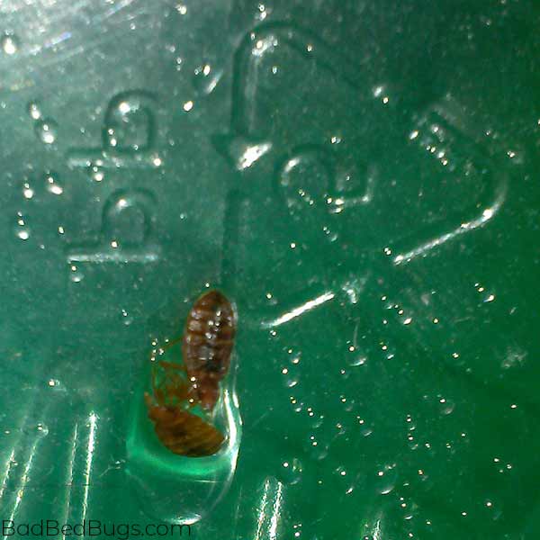 Two bed bugs on water droplet in green cup