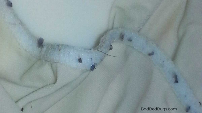 Mattress cover turned into home for bed bugs