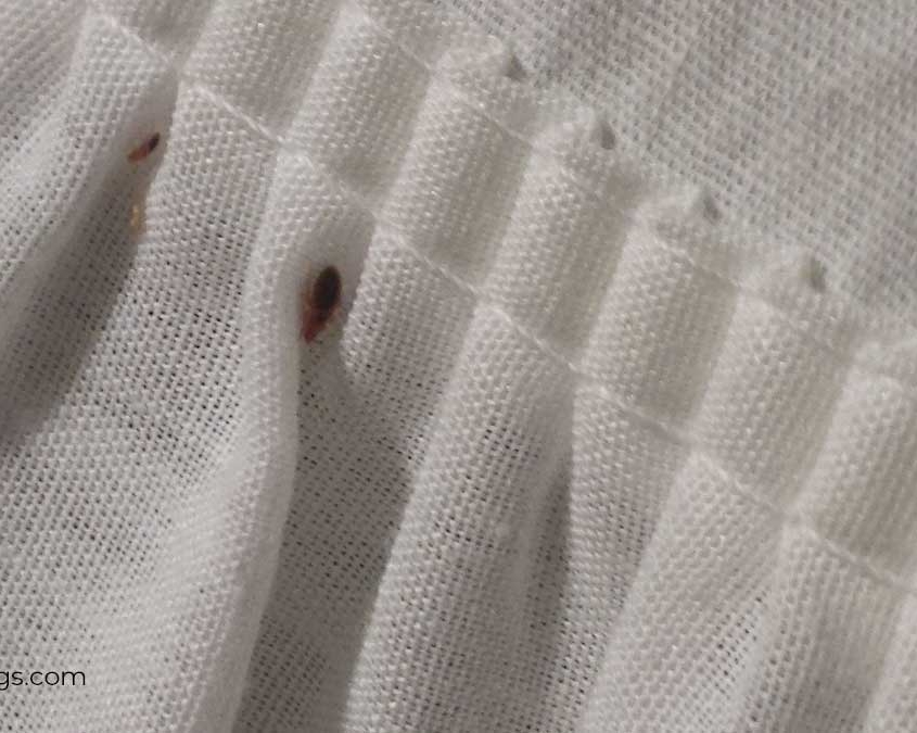 Bed bugs on mattress cover