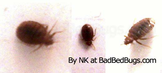 Different size bedbugs next to each other Different size bedbugs next to each other