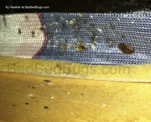 Signs of bed bugs and what you should check for