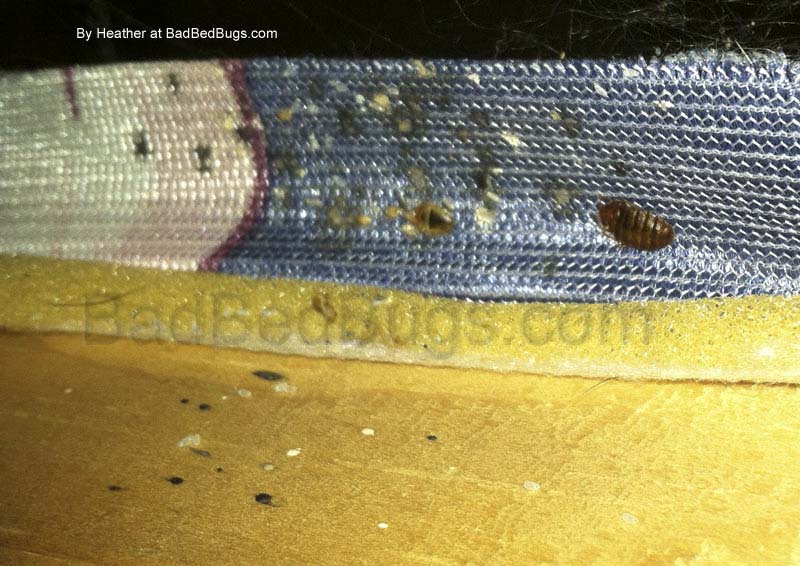 Signs of bed bugs and what you should check for