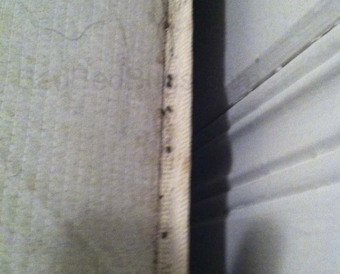 Bed bugs on a mattress boxspring