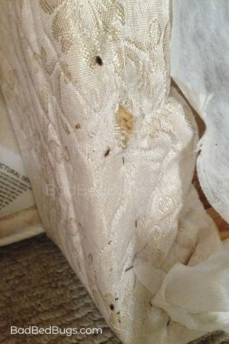 Bed bugs infested this mattress box spring