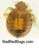 Adult round brown bedbug with black spot Adult round brown bedbug with black spot which is blood