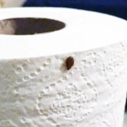 Bed bug crawling on a roll of toilet paper.