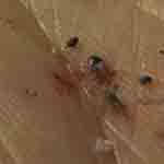 Bed bug exposes inspector to blood