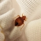 What a bed bug looks like crawling on the bed sheets.
