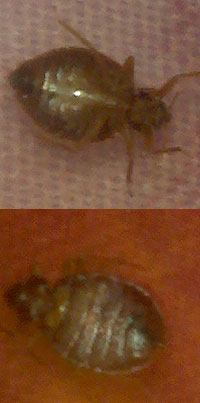 Large brown adult bedbug Large brown adult bedbug