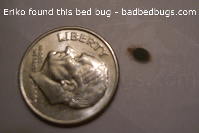 Small bedbug shown next to a dime