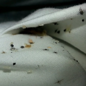 These fecal spots and sticky eggs are a sign your bites are from bed bugs.