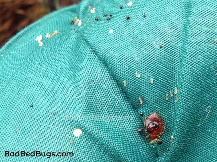 Bed bug poop and eggs on mattress pillow