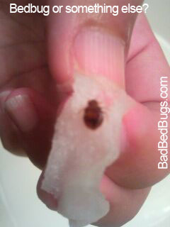 Bedbug stuck to tape Bedbug stuck to tape