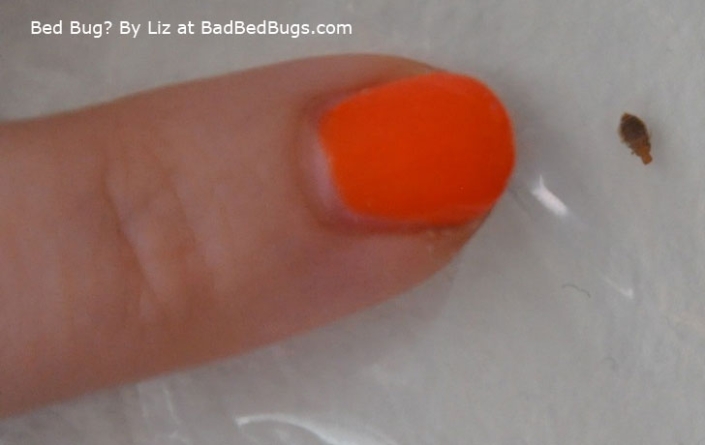 Bed bug compared to womans fingernail Bed bug compared to womans fingernail