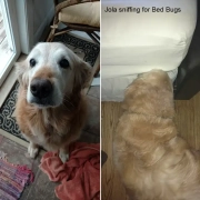 Jola the bed bug sniffing dog.