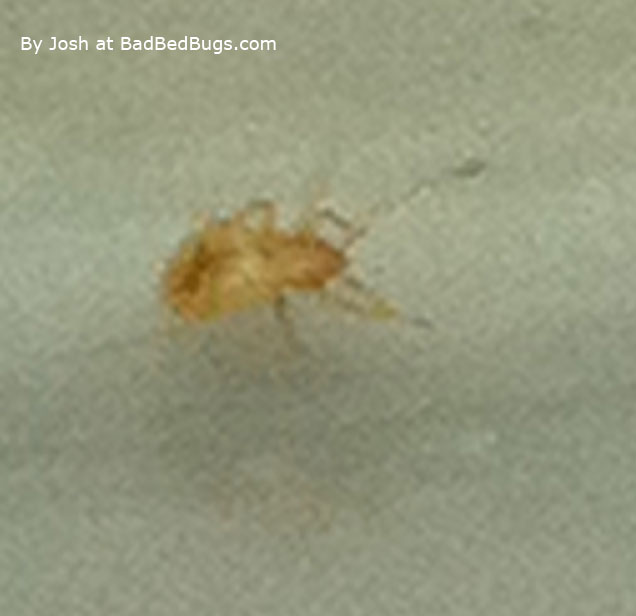 Josh’s transparent Bedbug Josh's transparent Bedbug