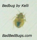 Adult bedbug after partial feeding Adult bedbug after partial feeding