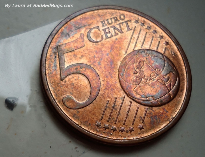 Part of a bedbug next to a Euro Cent
