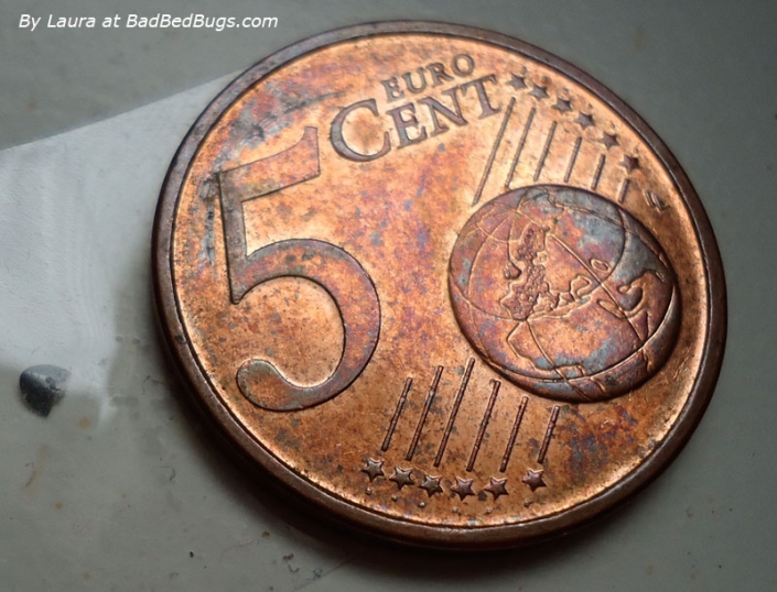 Part of a bedbug next to a Euro Cent Part of a bedbug next to a Euro Cent