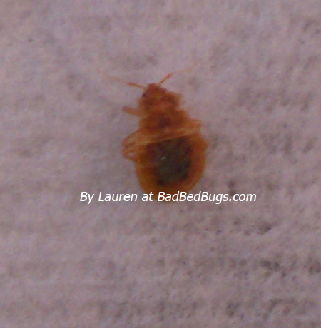 Lauren caught this red bedbug Lauren caught this red bedbug