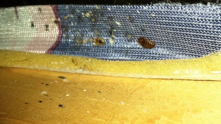 Mattress box-spring showing a bed bug infestation.
