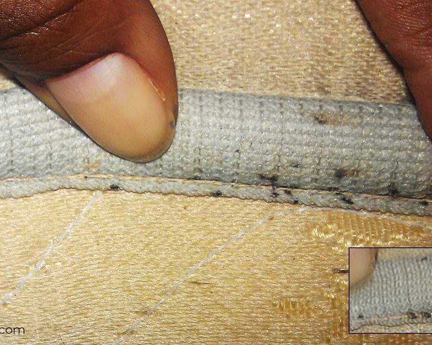The bed bugs in this mattress died after a mattress cover was used to starve them
