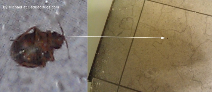 michaels dead bedbug found on floor
