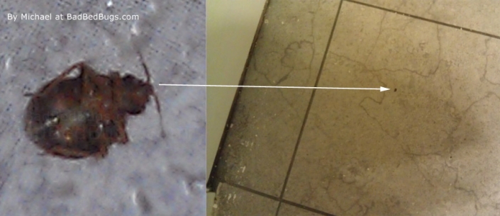 michaels dead bedbug found on floor michaels dead bedbug found on floor