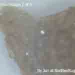Mite picture 2 of 4 Mite picture 2 of 4