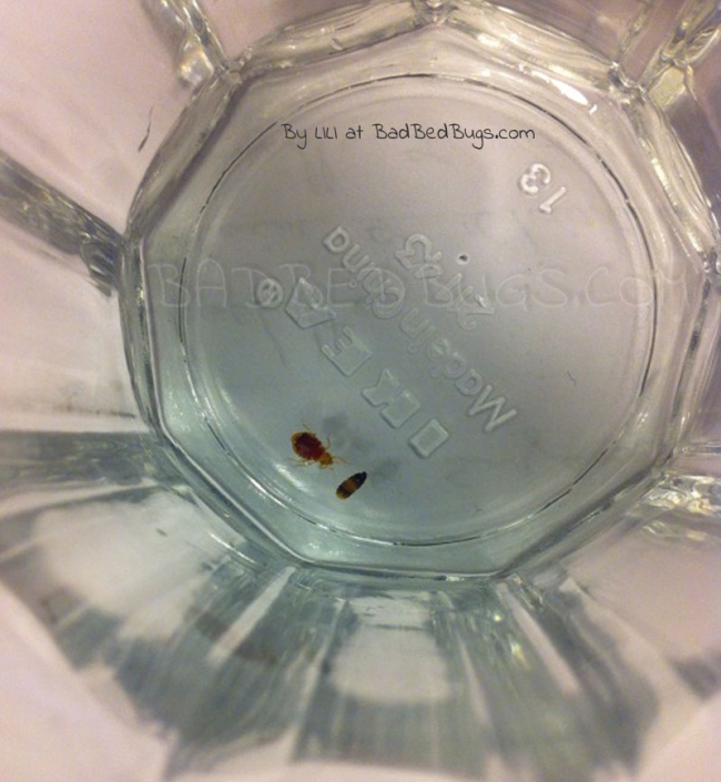 Bedbugs in a glass cup